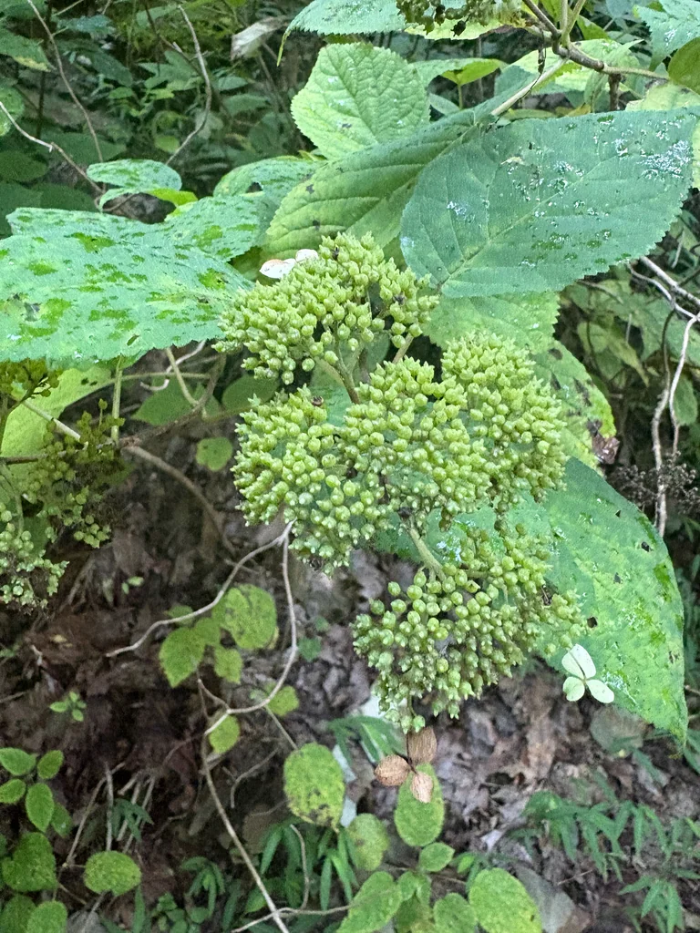 Hydrangea arborescens