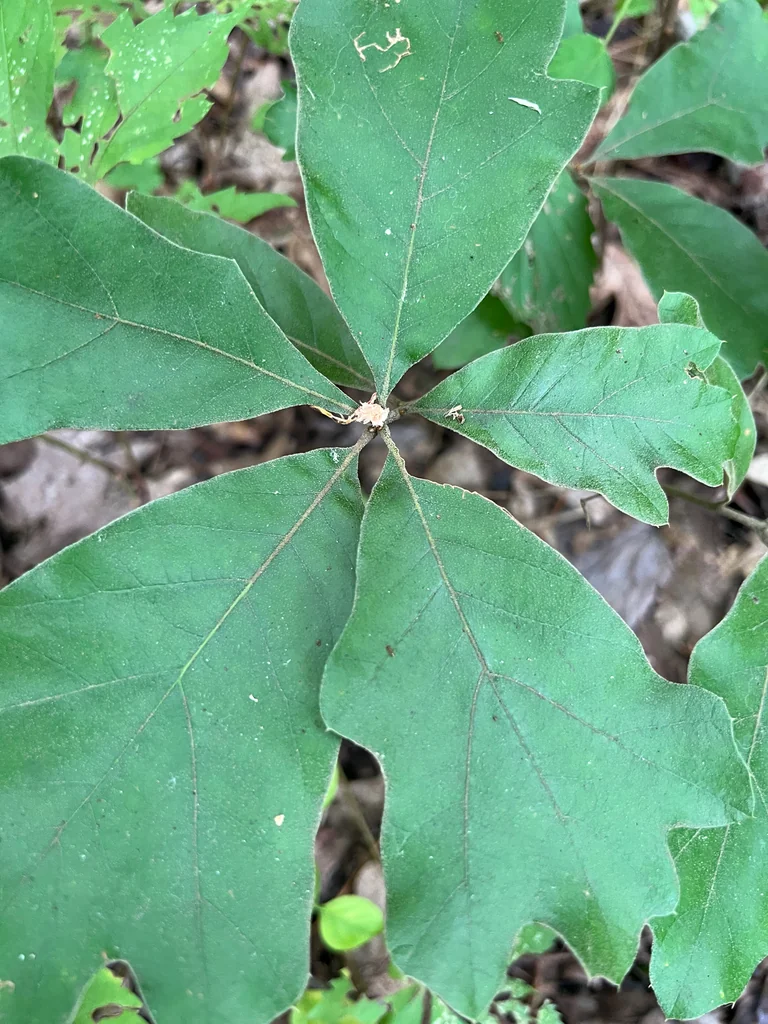 Quercus Falcata