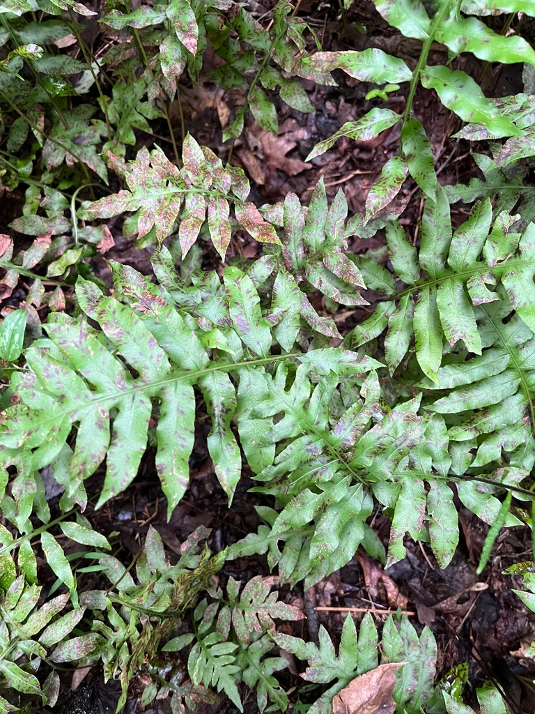 Woodwardia Areolata