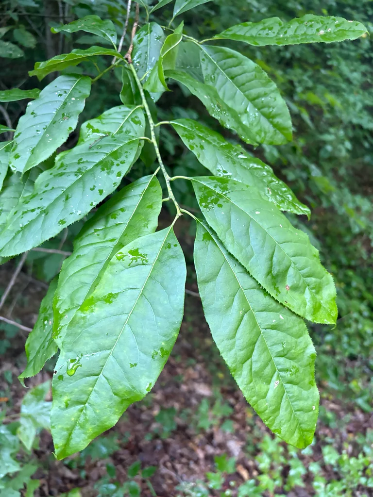 Oxydendrum Arboreum