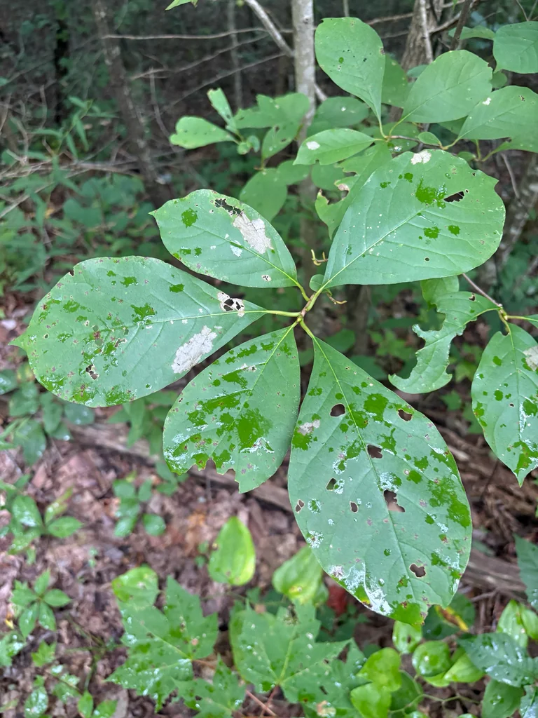Nyssa Sylvatica
