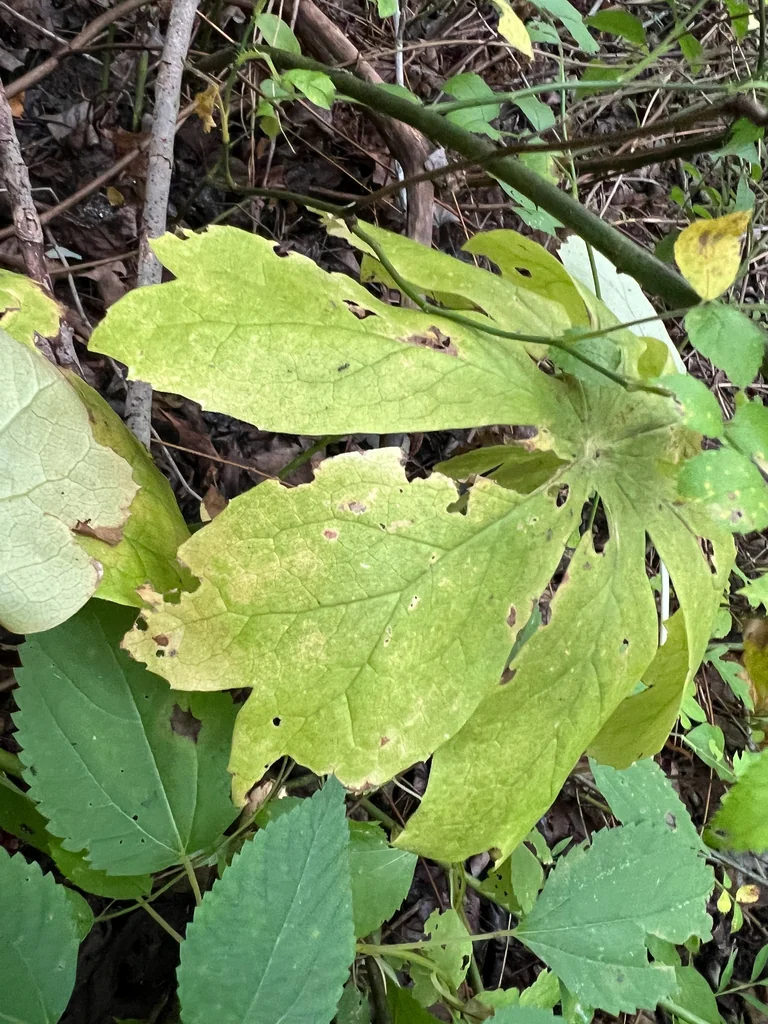 Podophyllum Peltatum