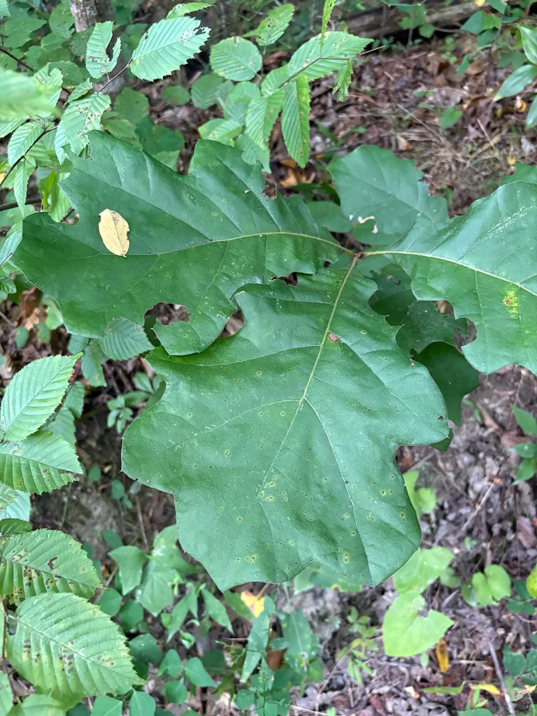 Quercus velutina