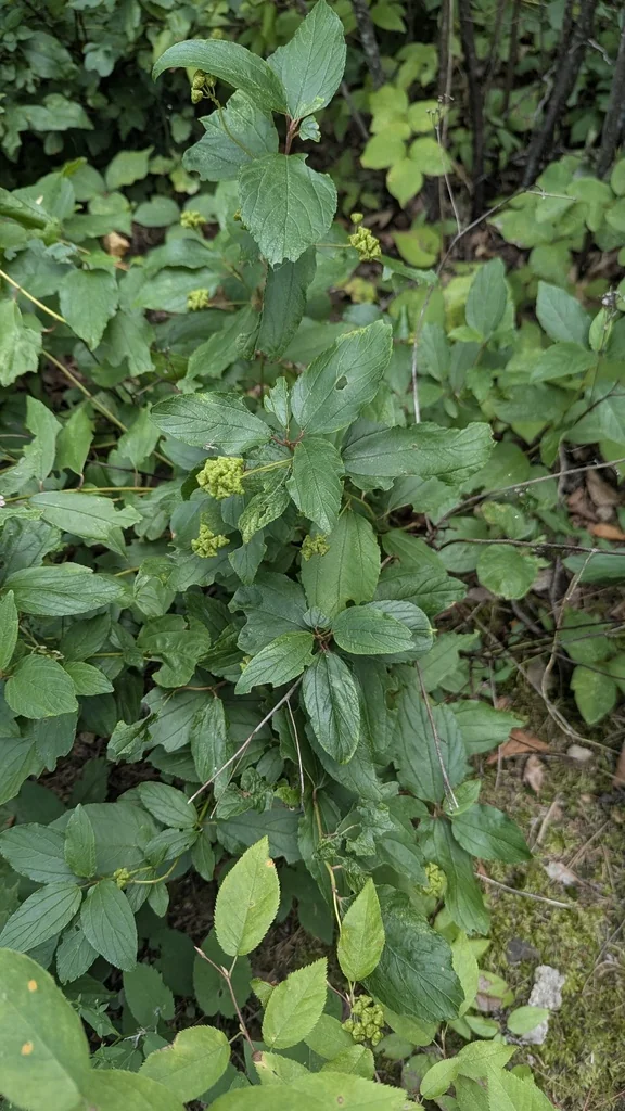 Ceanothus Americanus