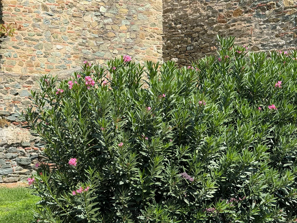 Nerium Oleander