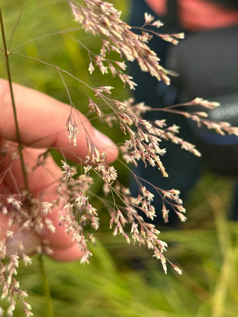 Deschampsia Cespitosa