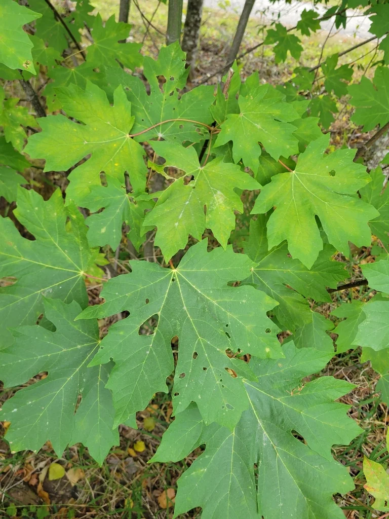Acer Macrophyllum