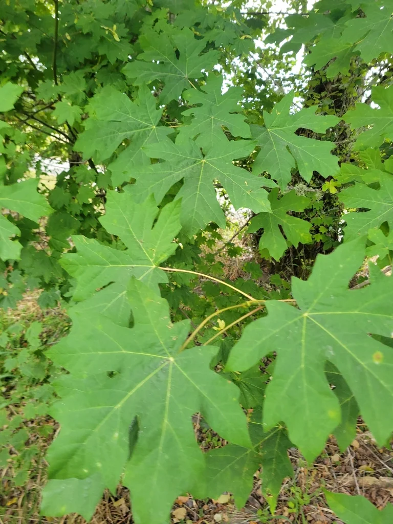 Acer Macrophyllum