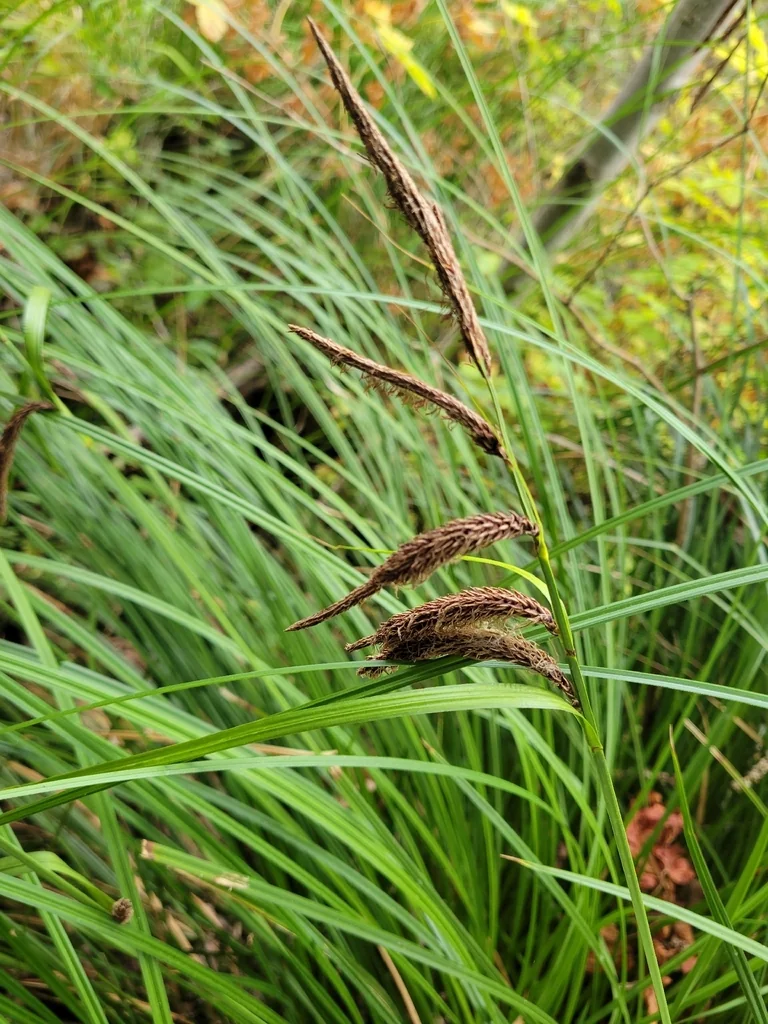 Carex Obnupta