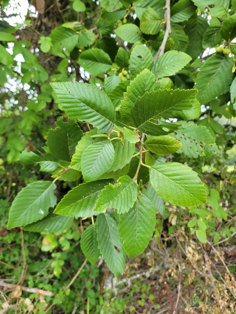 Alnus Rubra