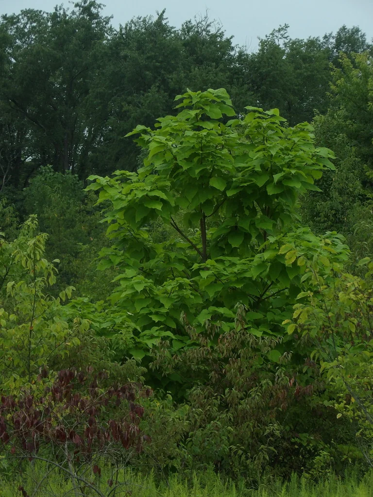 Catalpa Speciosa