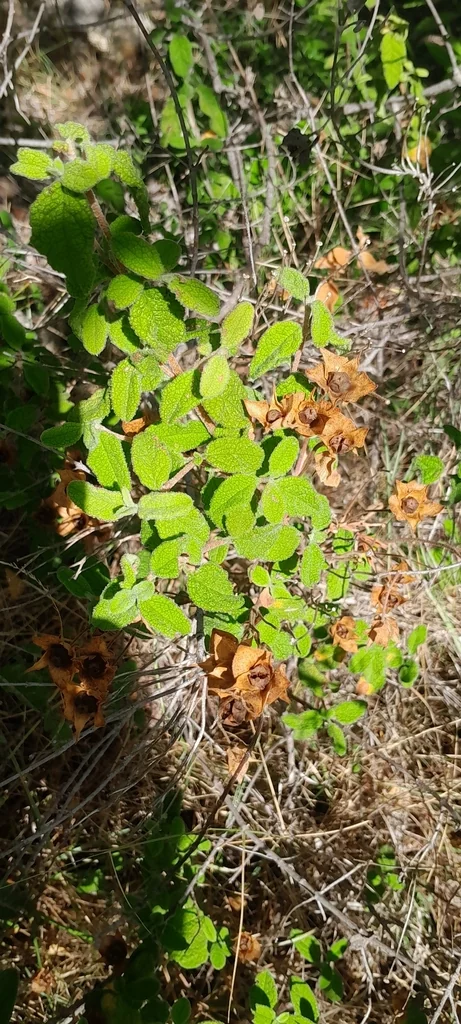 Cistus Salviifolius