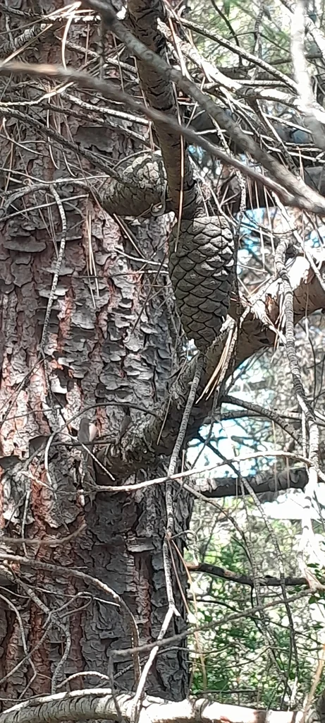 Pinus Halepensis
