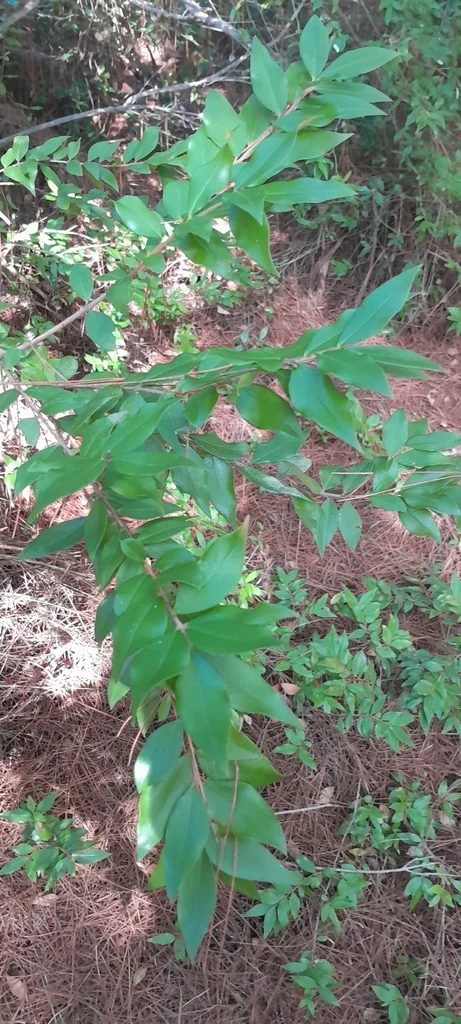 Myrtus Communis