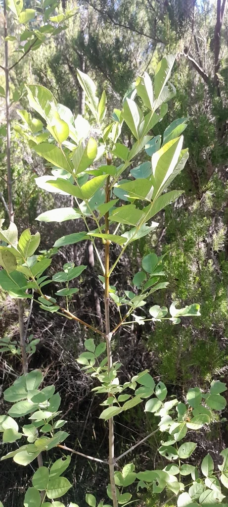 Fraxinus Ornus