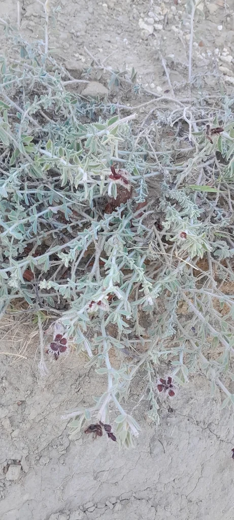Dorycnium Hirsutum