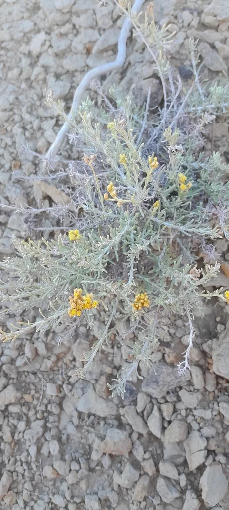 Helichrysum Italicum