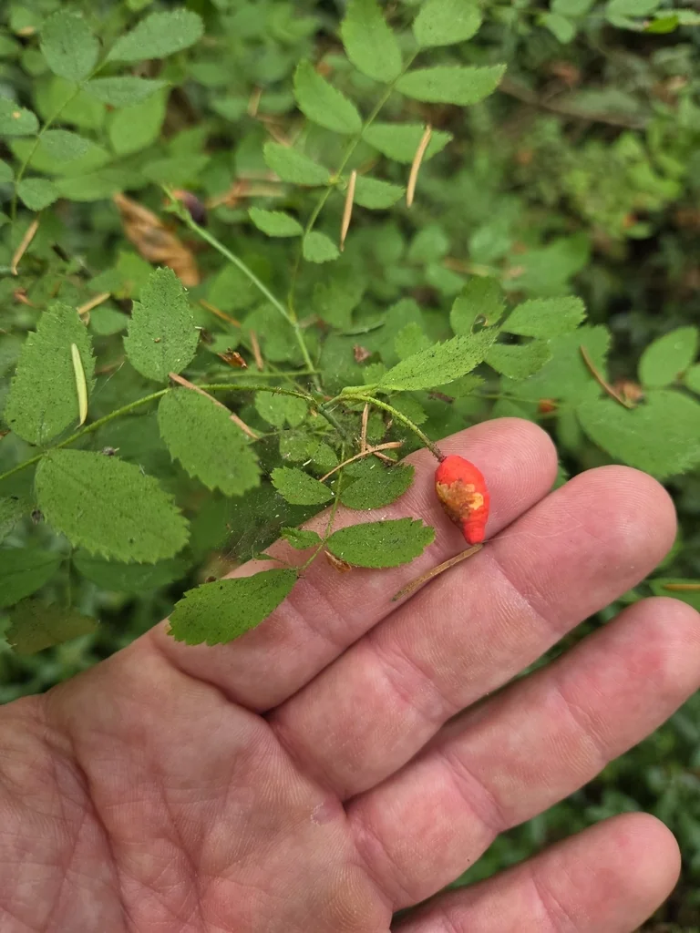 Rosa gymnocarpa