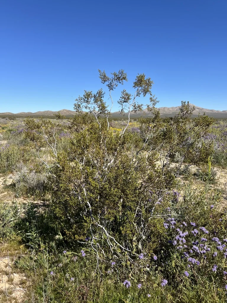 Larrea Tridentata