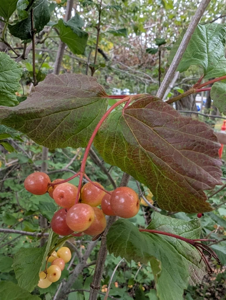 Viburnum Edule