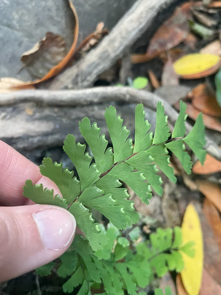 Adiantum Aleuticum