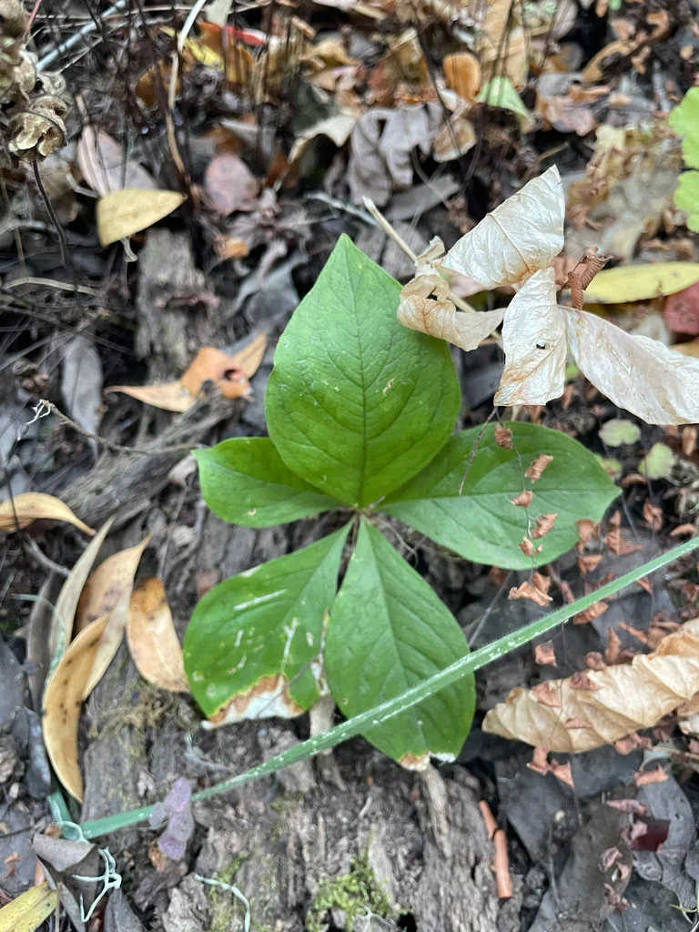 Trientalis Latifolia