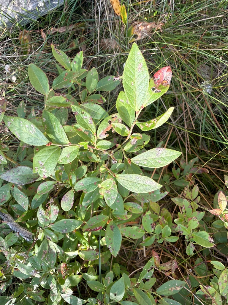 Vaccinium Angustifolium