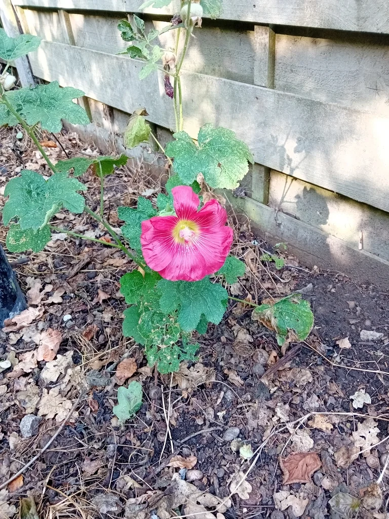 Alcea Rosea
