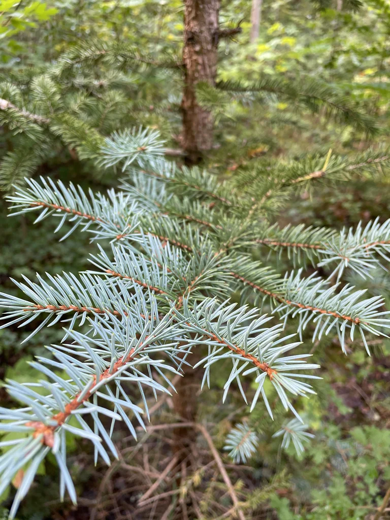 Picea Pungens
