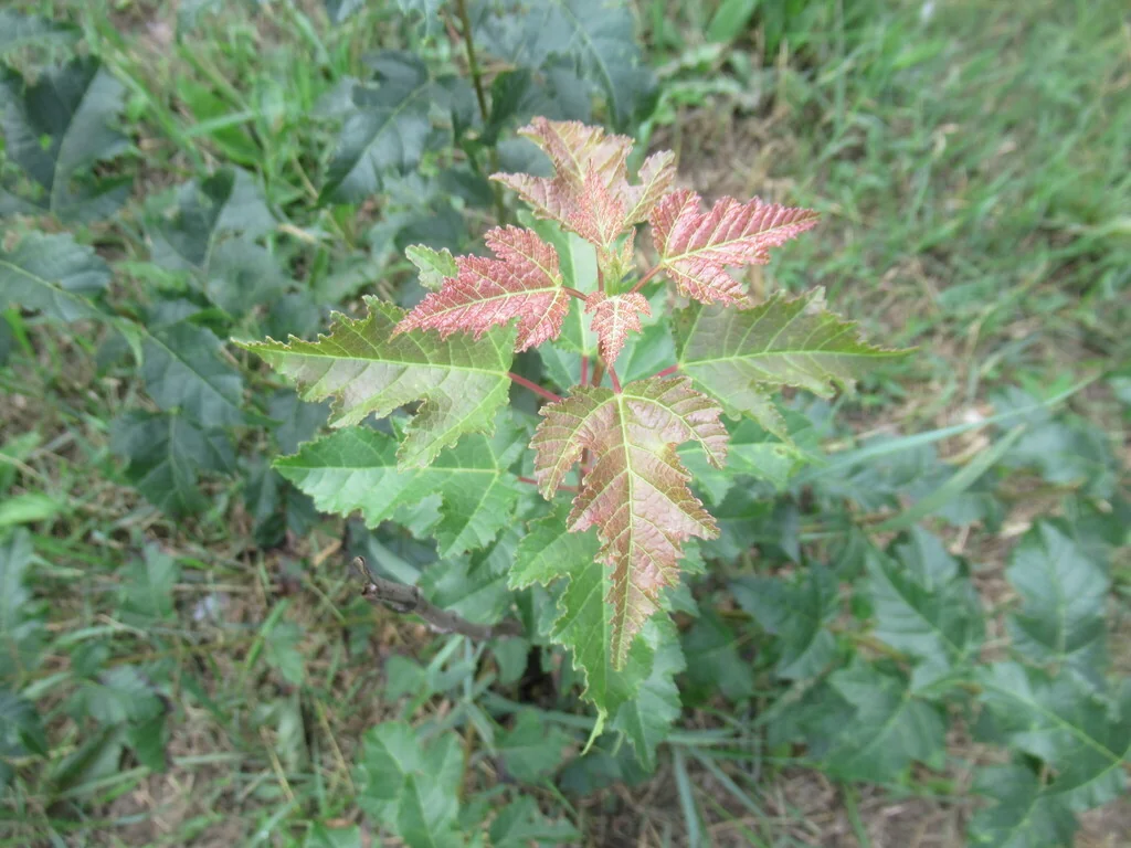 Acer Ginnala