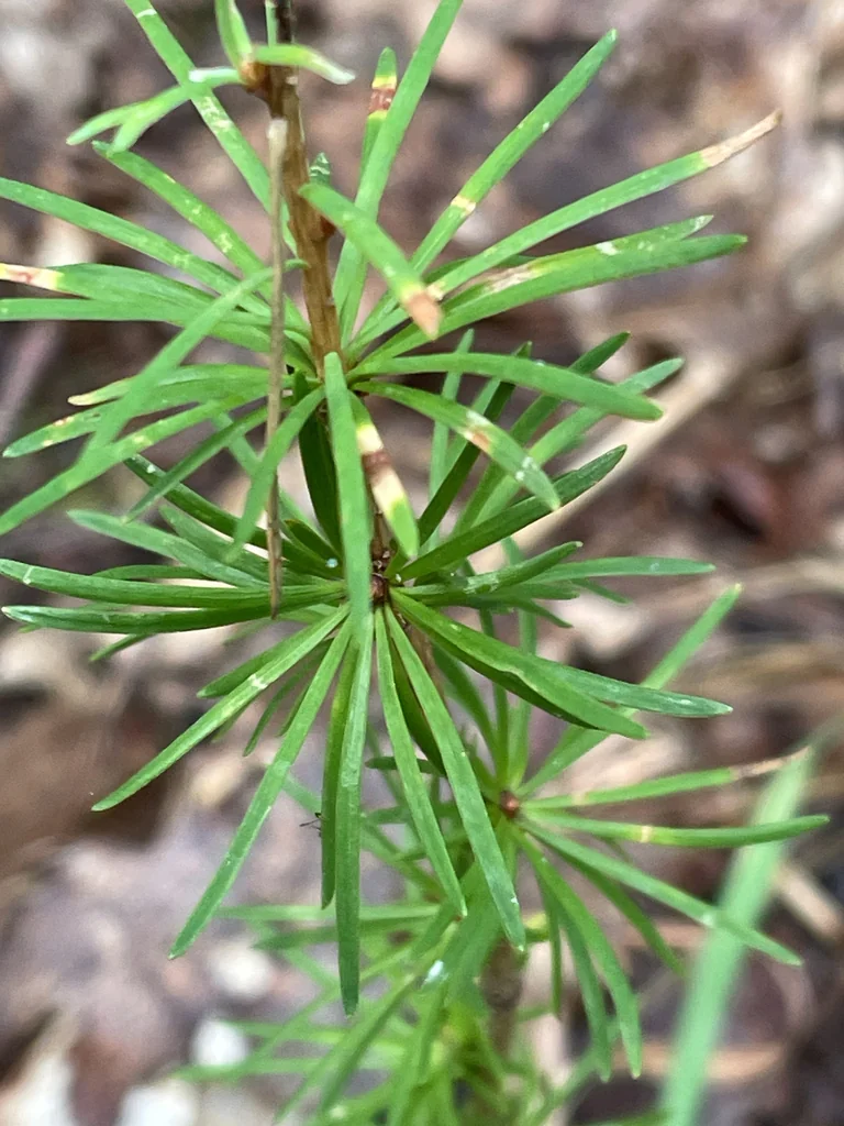 Larix Decidua