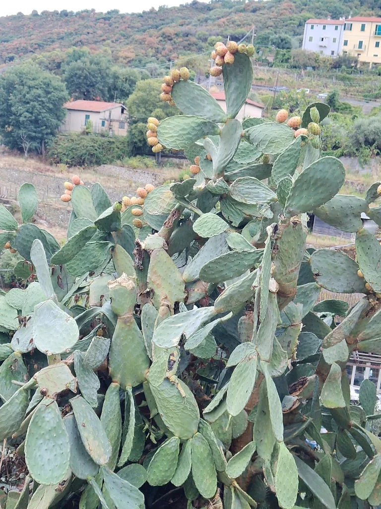 Opuntia Paraguayensis