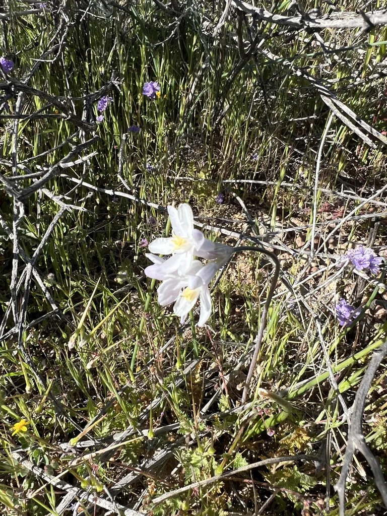 Dichelostemma Capitatum