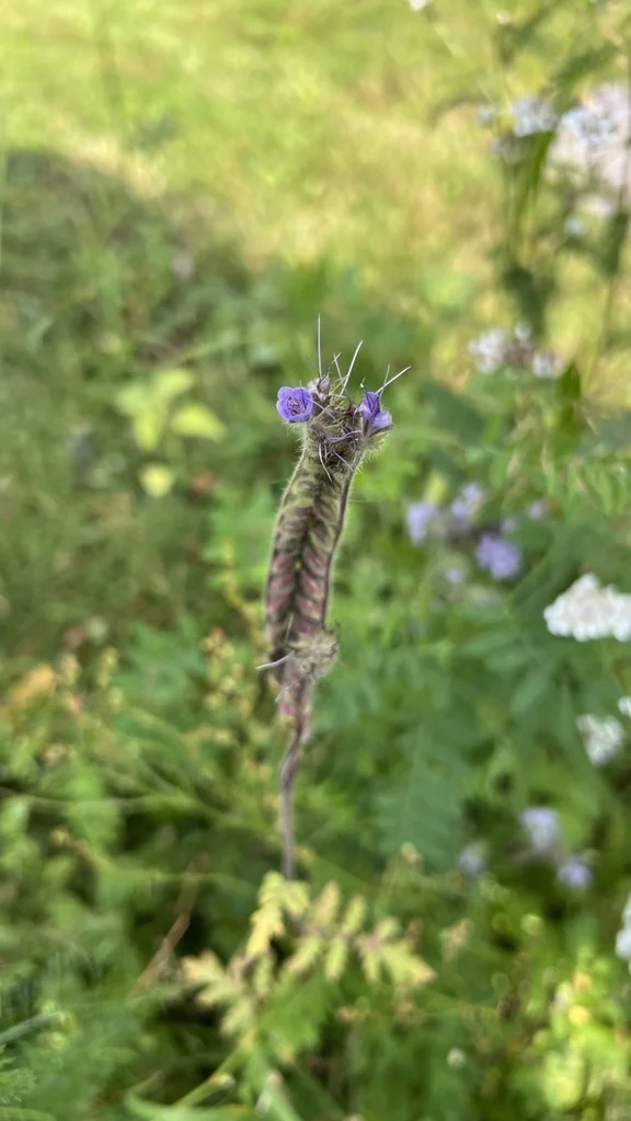 Phacelia Tanacetifolia