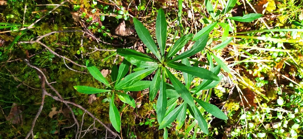 Daphne Mezereum