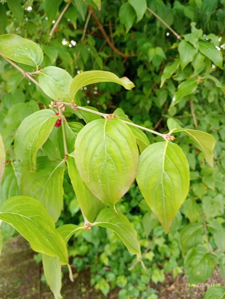 Cornus Mas