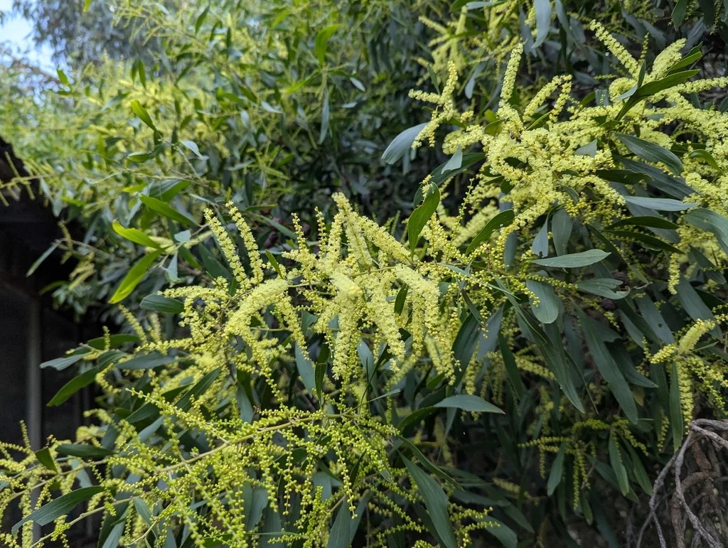 Acacia Longifolia