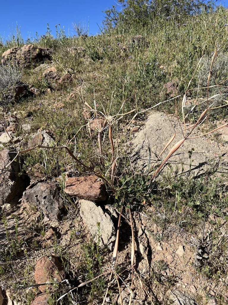 Eriogonum Inflatum