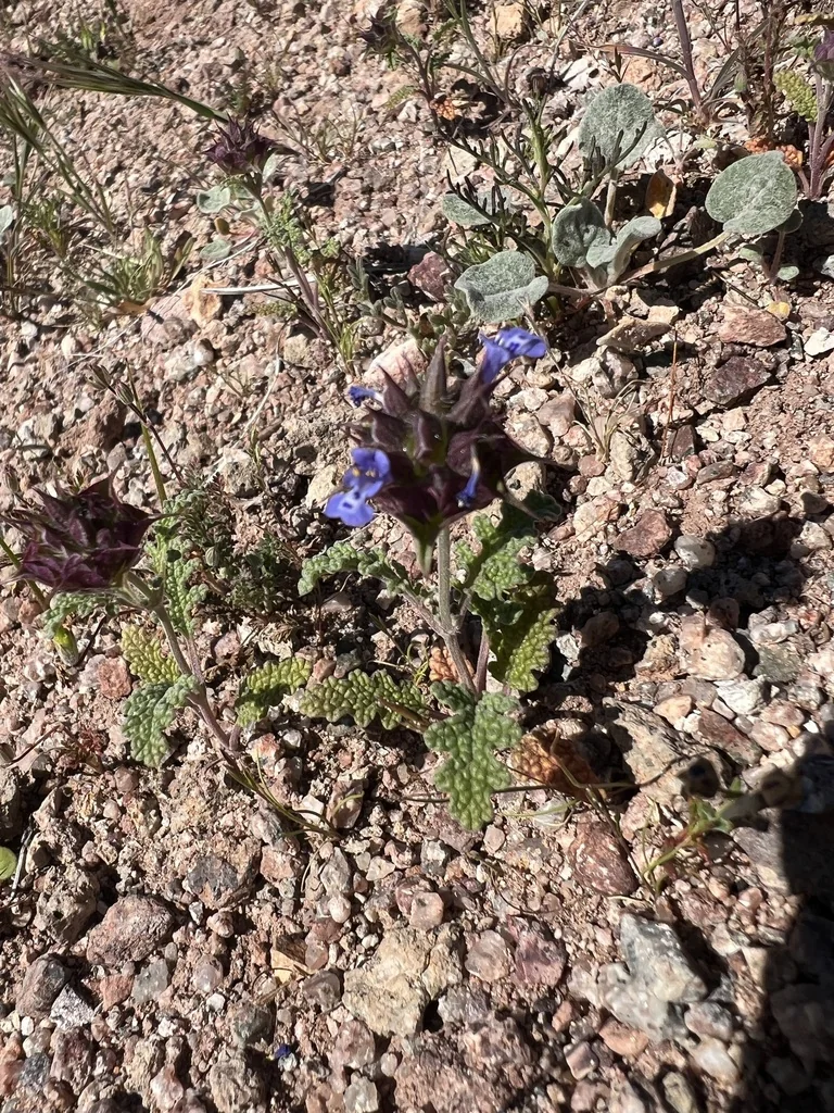 Salvia Columbariae