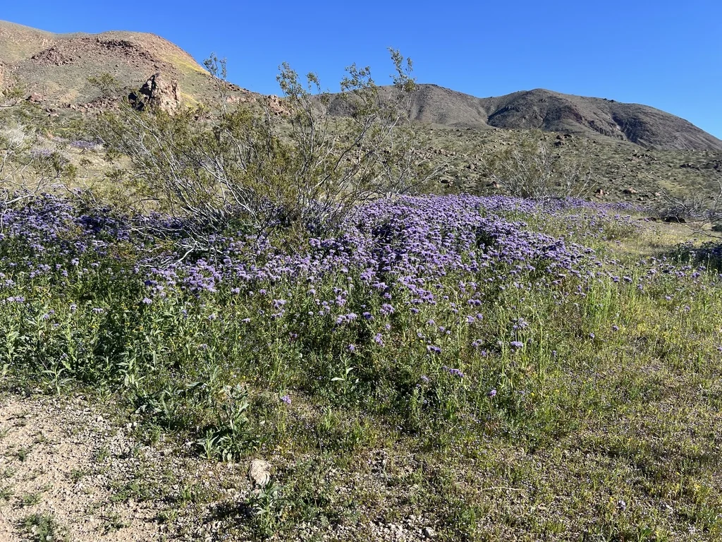 Phacelia Tanacetifolia