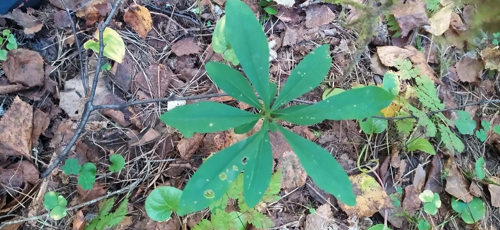 Daphne Mezereum