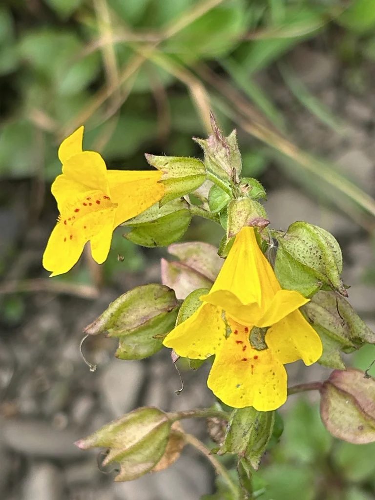 Mimulus Guttatus