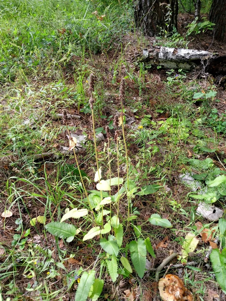 Stachys Officinalis