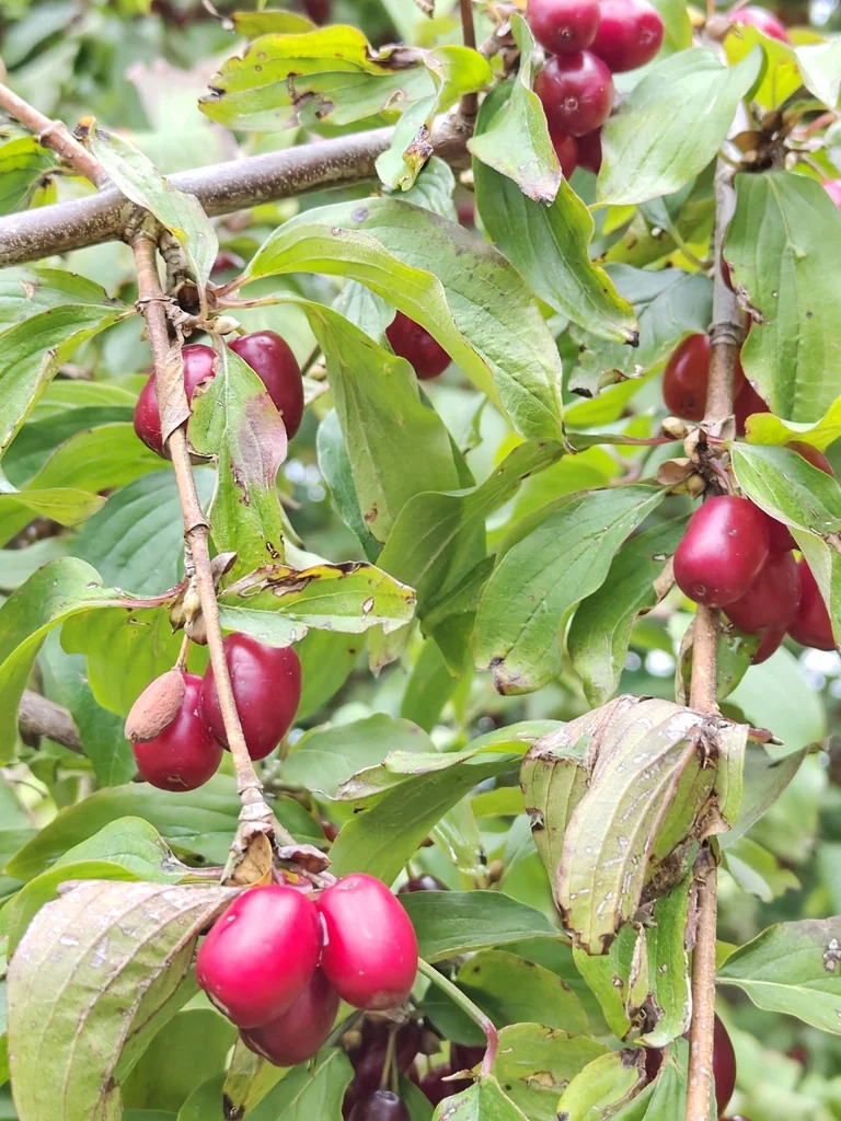 Cornus Mas