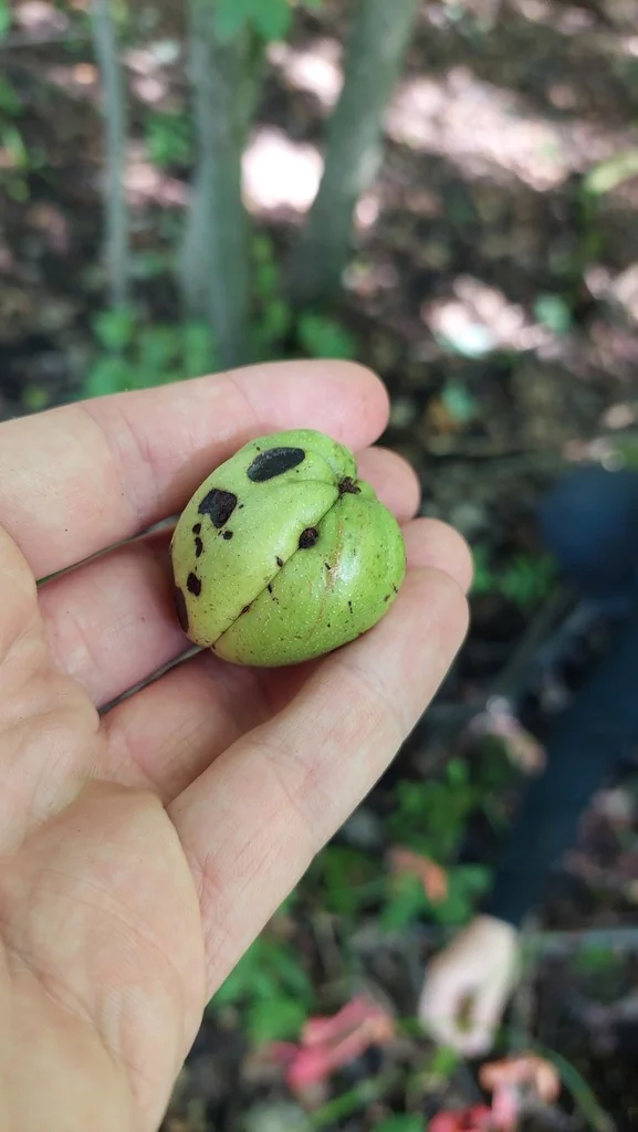 Carya Ovata