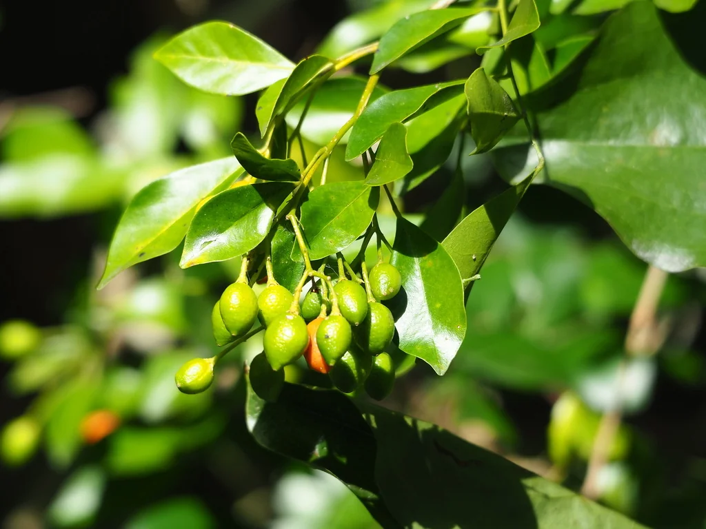 Murraya Paniculata