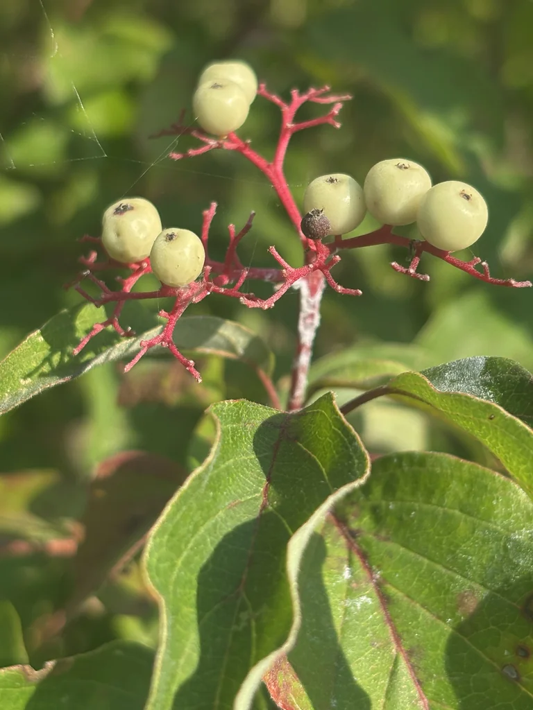 Cornus Racemosa
