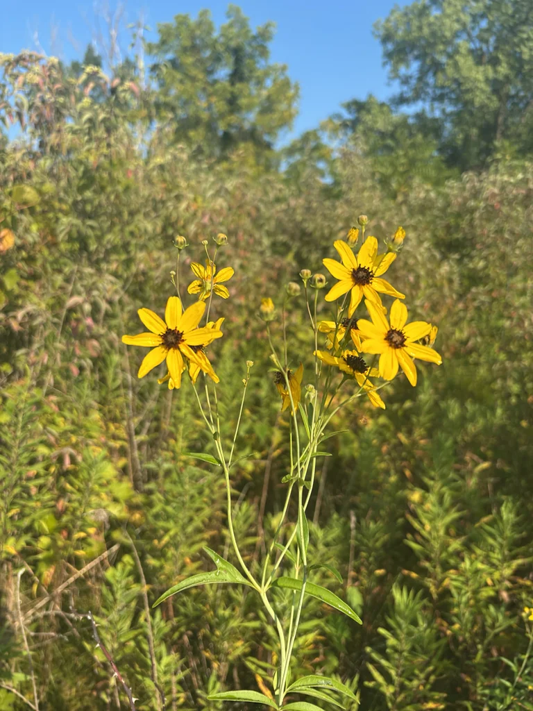 Coreopsis Tripteris