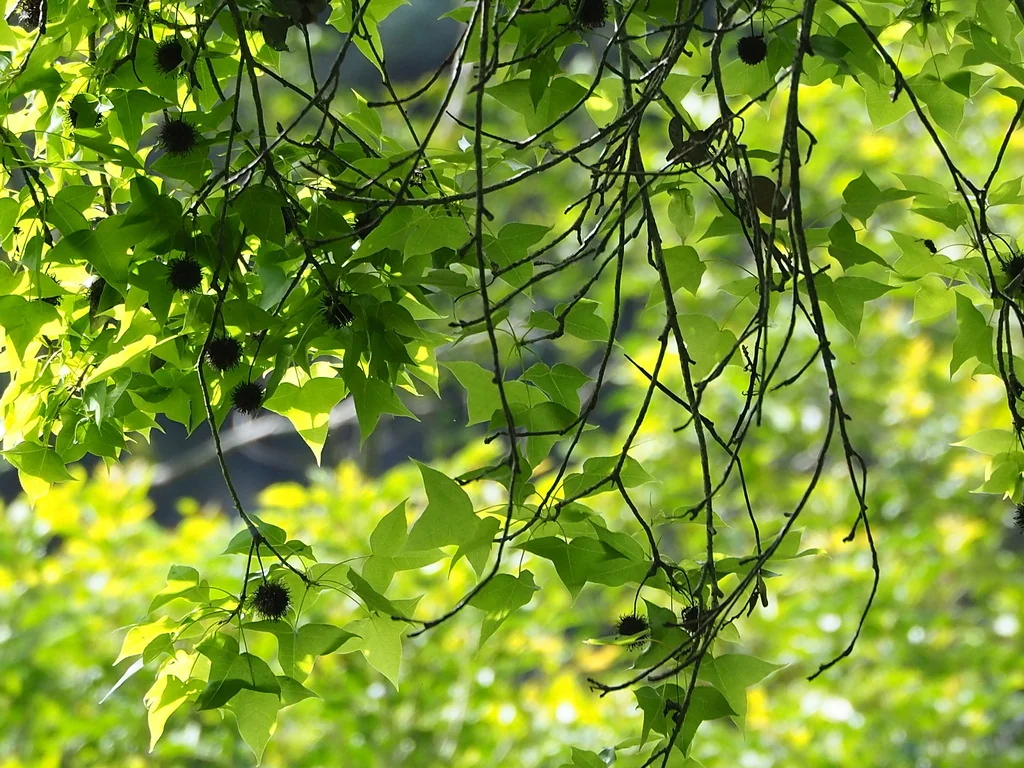 Liquidambar Formosana