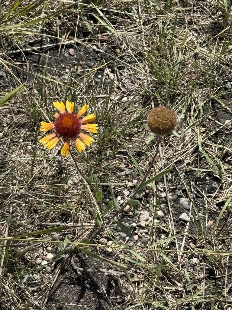 Gaillardia Aristata